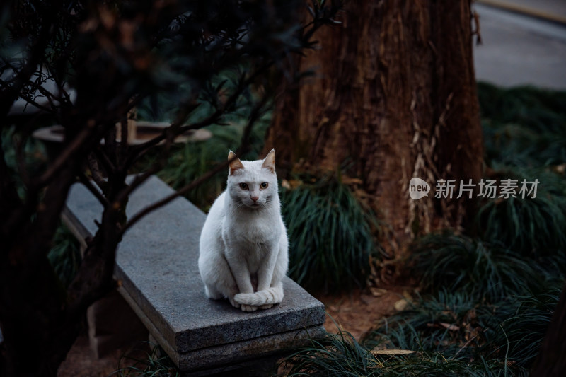 法喜讲寺的猫咪