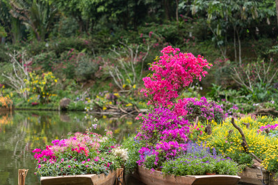 深圳仙湖植物园花展