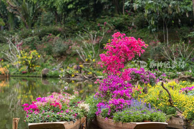 深圳仙湖植物园花展