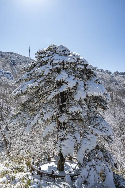 雪后山林中的积雪松树(黄山团结松)