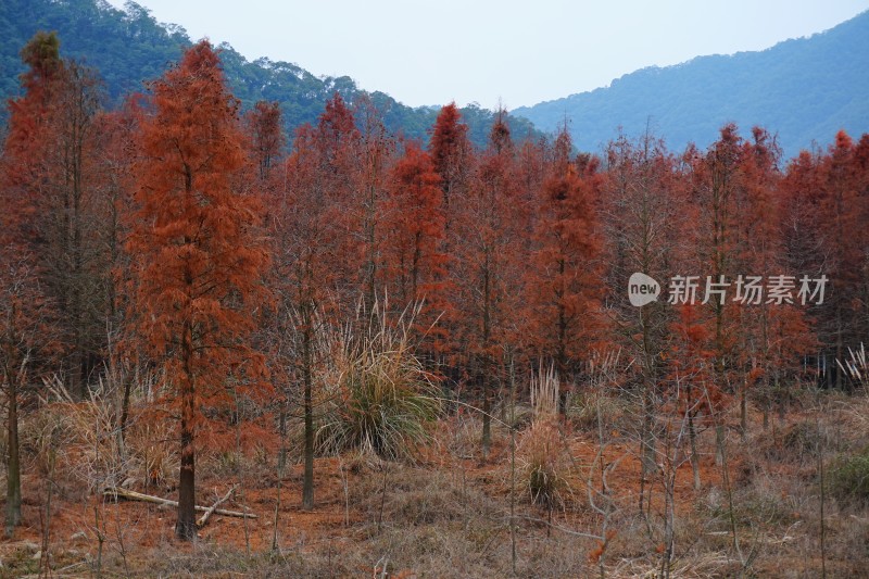 成片的水生红杉树、红杉林