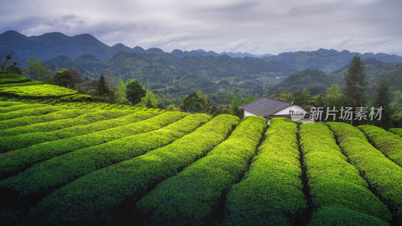 恩施伍家台茶园风景