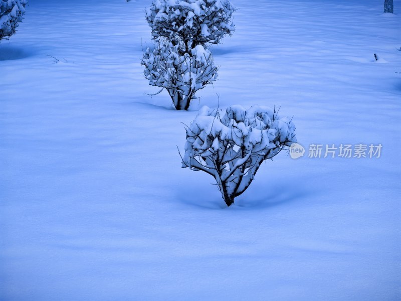 雪后户外雪景中的树木