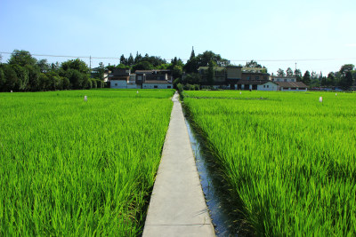 现代农业稻田，绿色生态田地