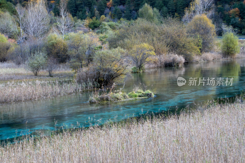 九寨沟秋色，芦苇海