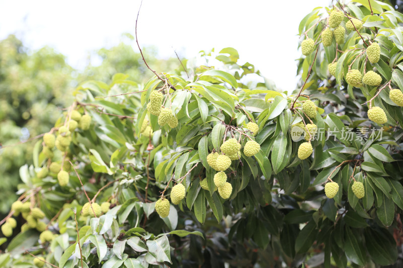 挂满荔枝的荔枝树