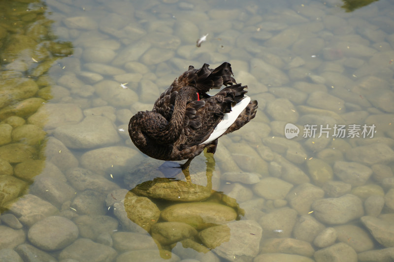 黑天鹅在水面的鹅卵石上站立