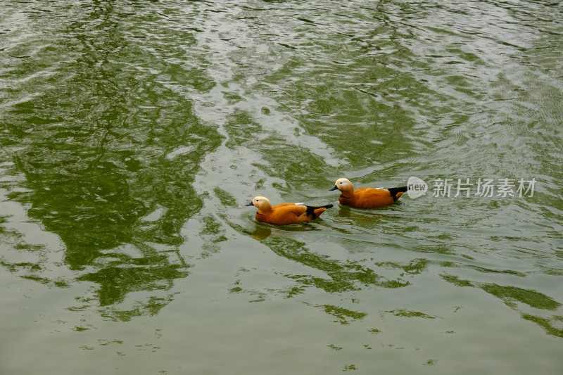 大鹅鸭子家禽鸳鸯