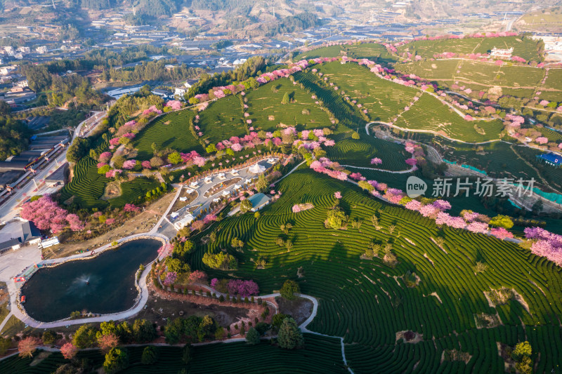 福建龙岩永福台品樱花茶园