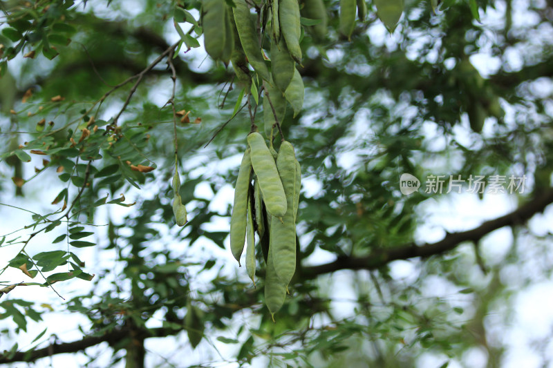 皂角树 皂荚