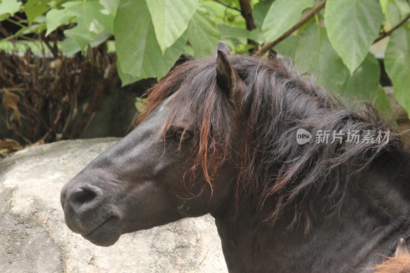 棕色小马特写展示其鬃毛与面部细节