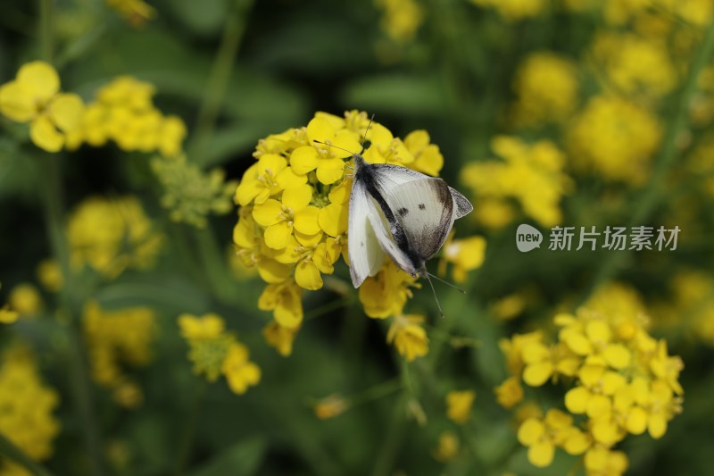 花草 绿地