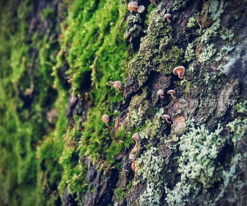 森林里的菌类