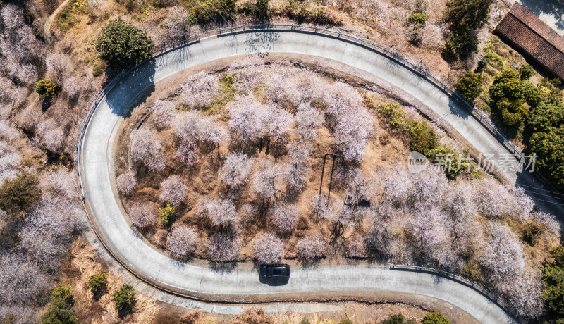 梅花盛开时的盘山公路航拍景象