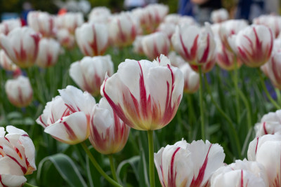 杭州太子湾多彩郁金香花海景观