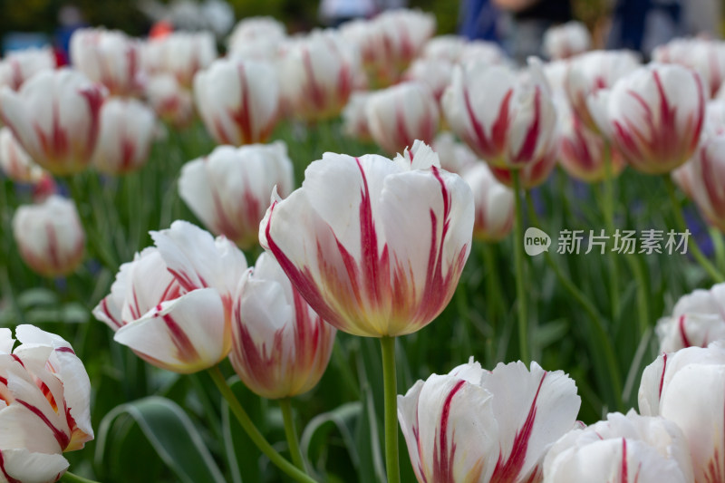 杭州太子湾多彩郁金香花海景观