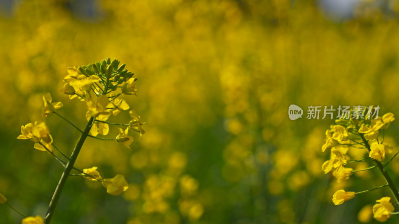 春天油菜花