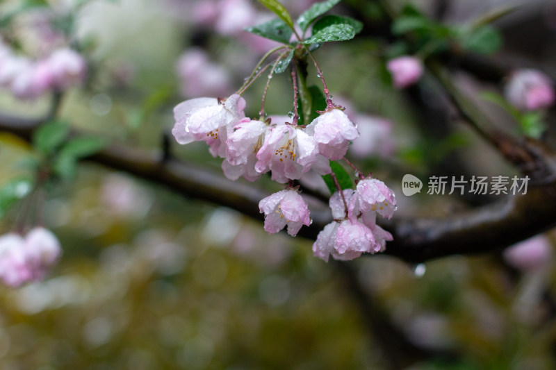 雨中的粉色海棠花素材