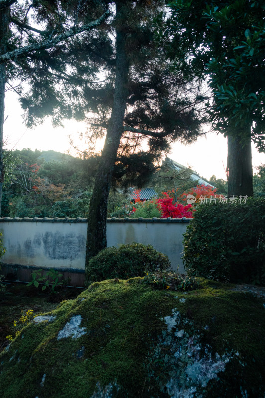 庭院 日式 秋天 青苔