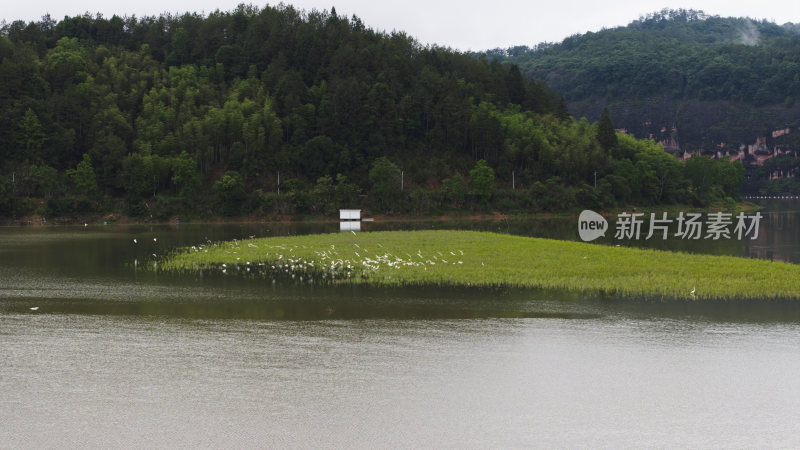 福建泰宁大金湖白鹭湾湿地白鹭