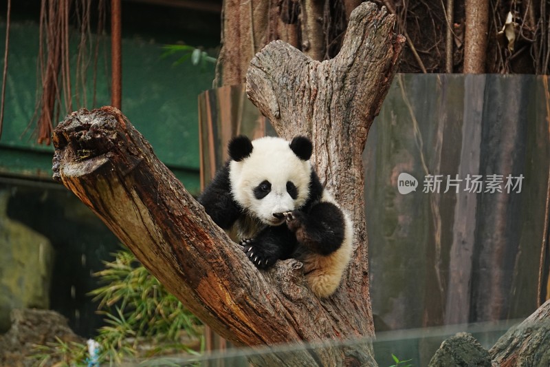 大熊猫幼崽坐树干憨态可掬