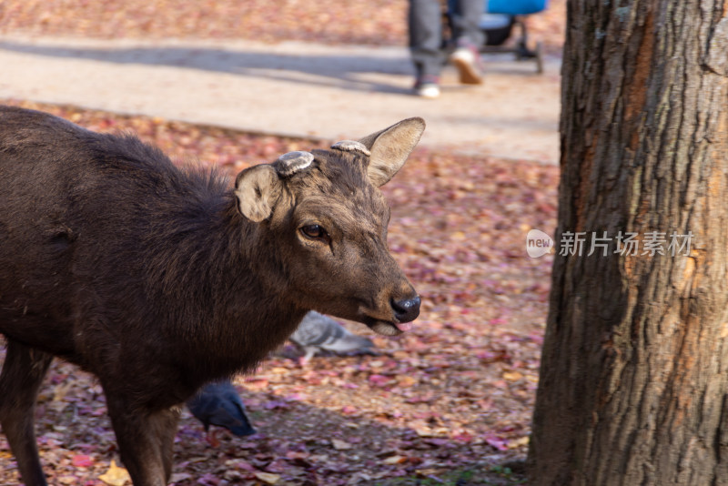 鹿在落叶中活动的自然场景