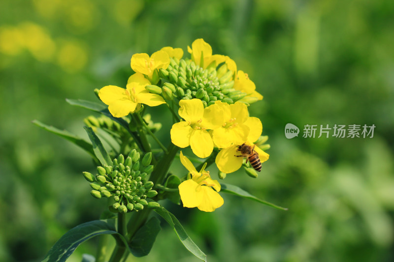 春天金黄的油菜花特写