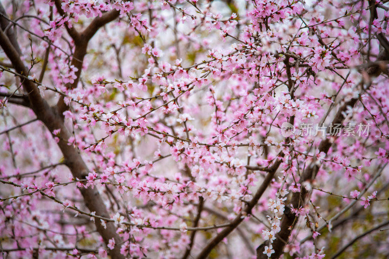 桃树桃花桃树林