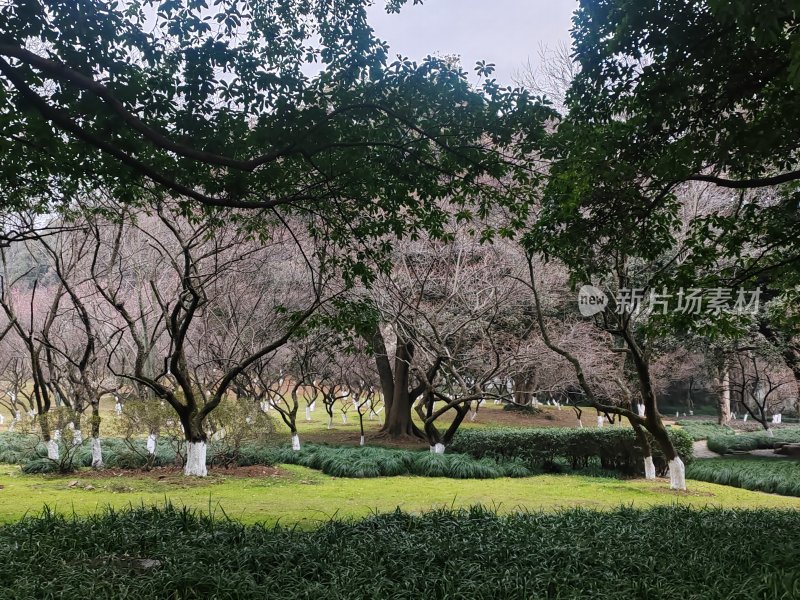 绿树草地相间的户外自然景观