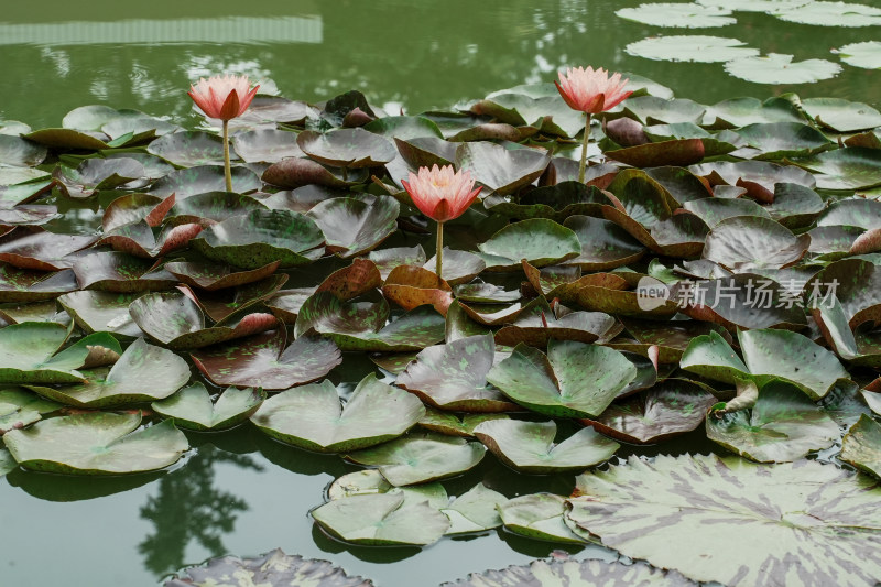 北京国家植物园睡莲