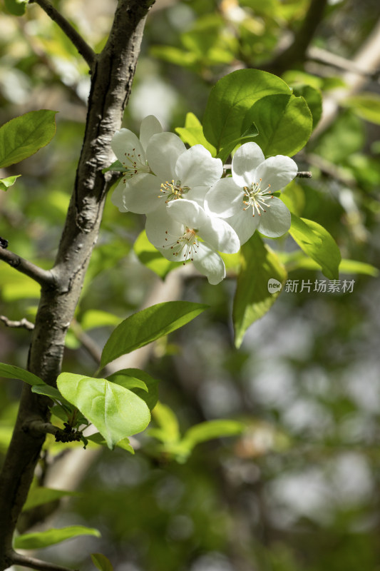 白色海棠花春天开花花朵花瓣植物特写