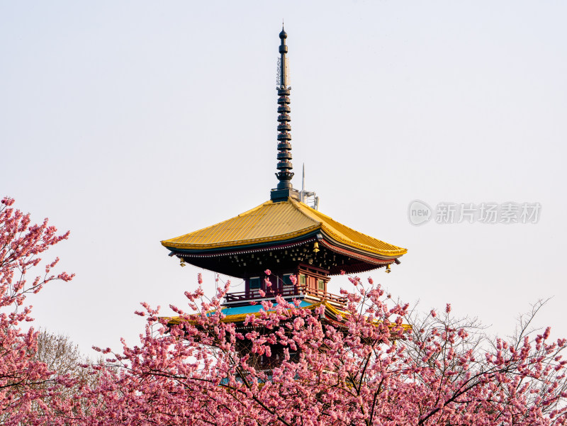 武汉东湖樱园早樱与五重塔