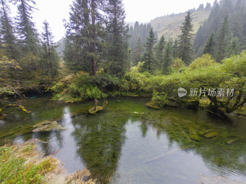 静谧的森林与湖景