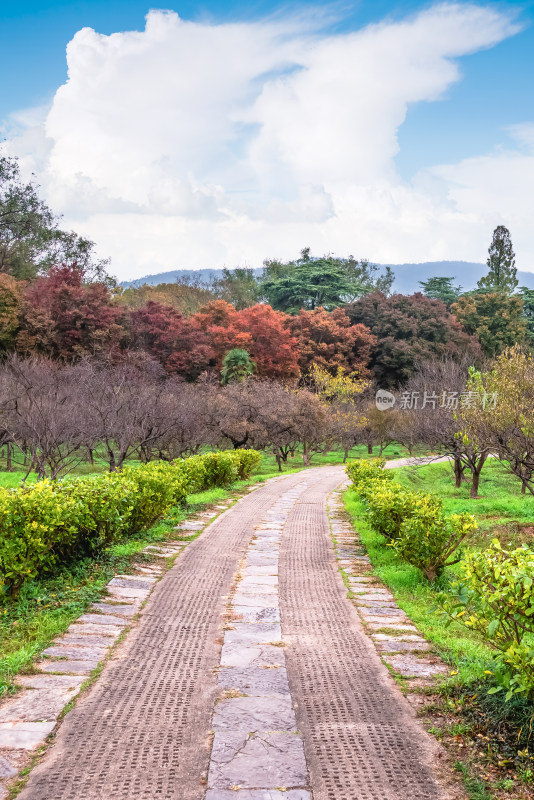 南京钟山风景名胜区明孝陵梅花山风景