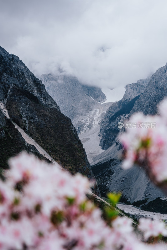 丽江玉龙雪山野生杜鹃花