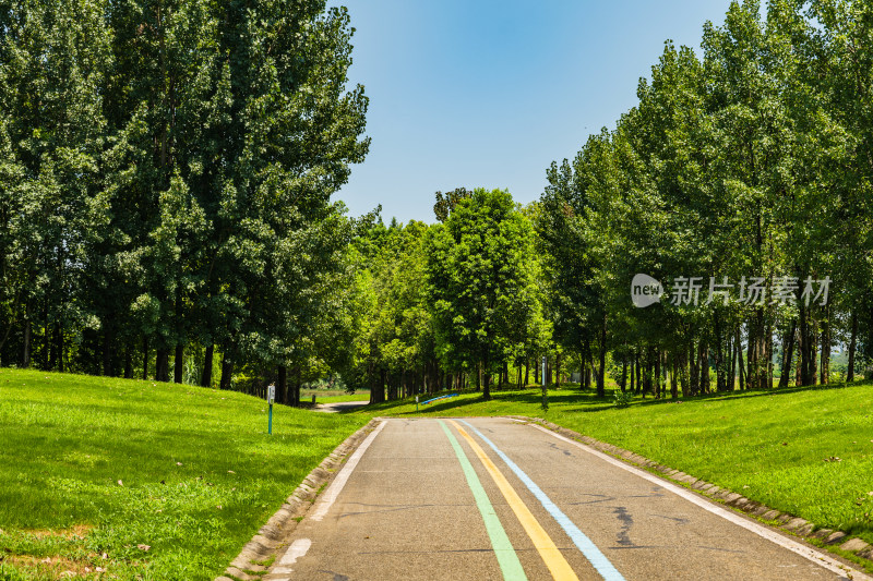 绿树成荫的林间道路