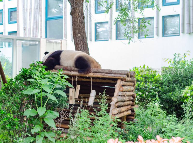 动物园里正在午休的大熊猫