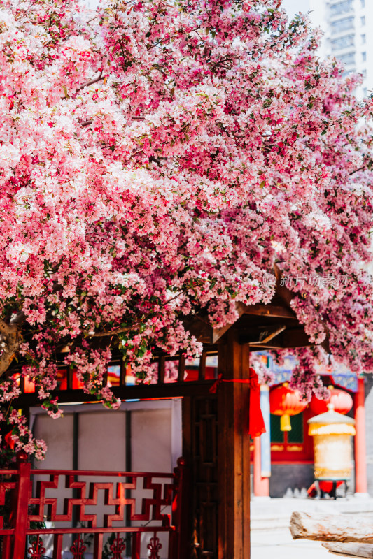 沈阳皇寺大山樱