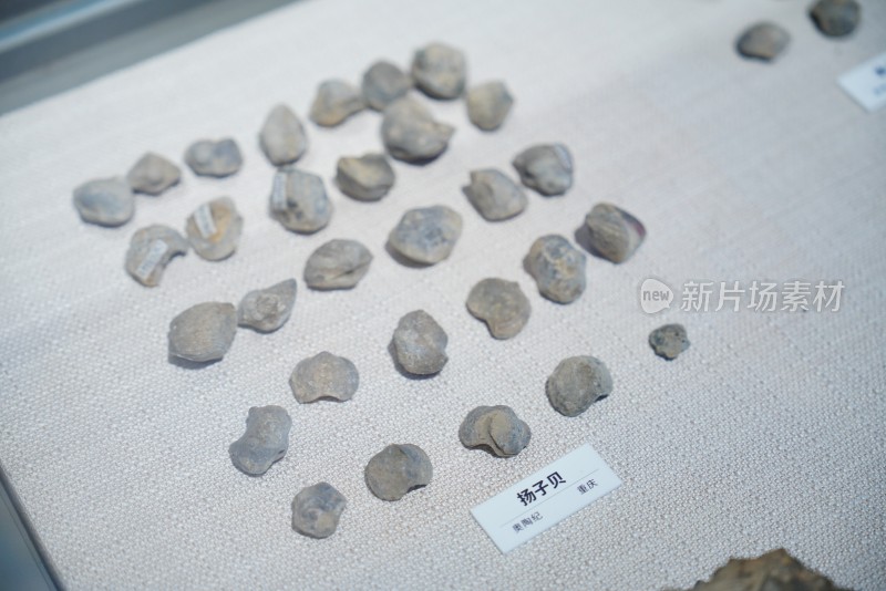 海洋科普知识展览中出土于重庆的扬子贝化石