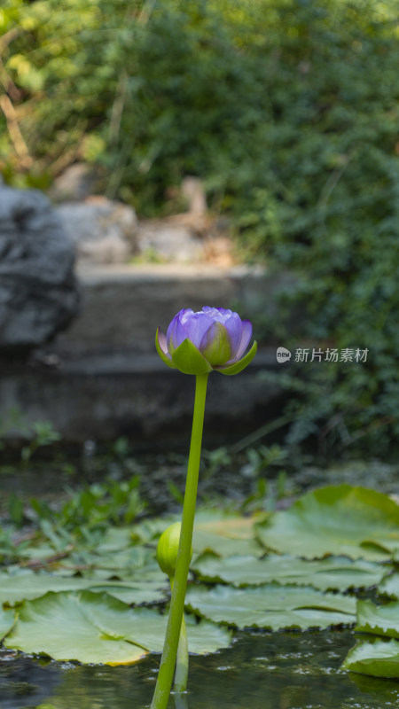 水中盛开的紫色莲花特写