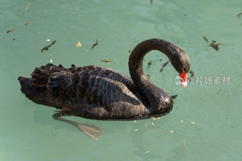 黑天鹅在水中游动的优雅高雅