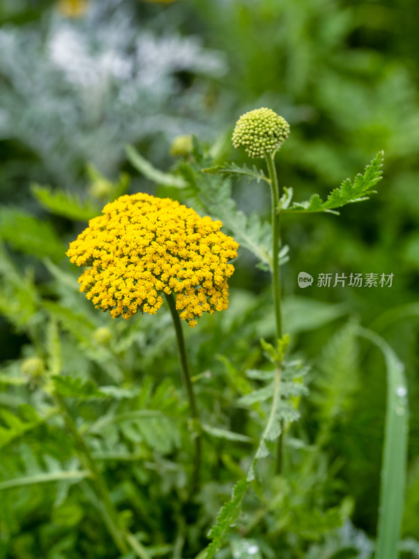 药用植物败酱开花微距特写