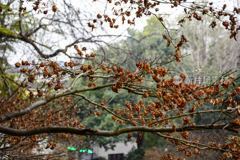 枝头干枯树叶特写