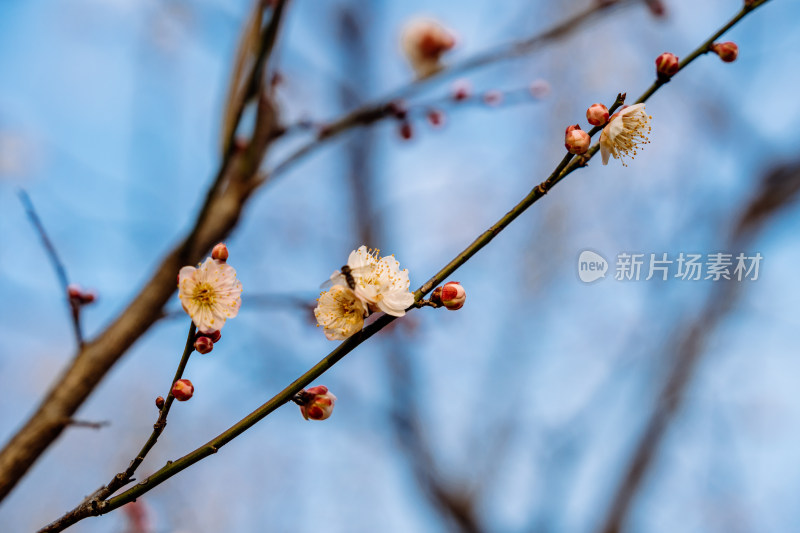 西溪湿地盛开的梅花