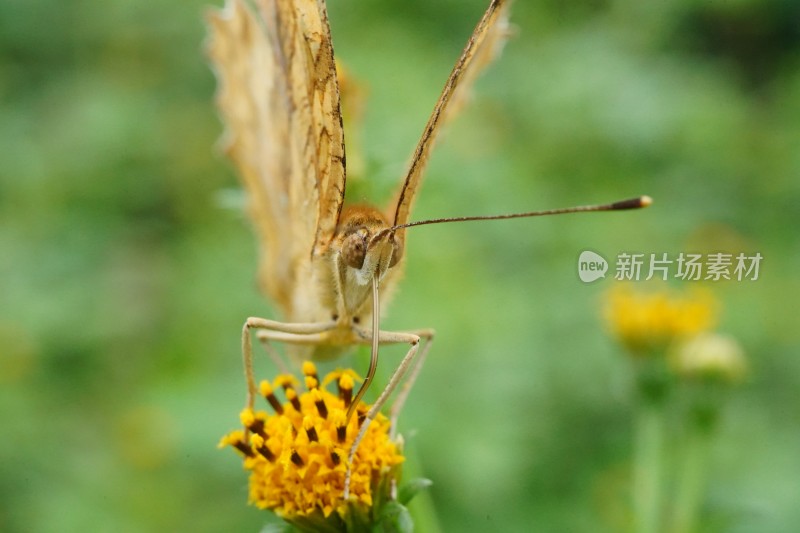 草丛中以花蜜为食的昆虫