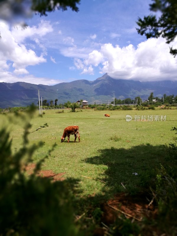 安静的农村牛吃草 自然风光素材