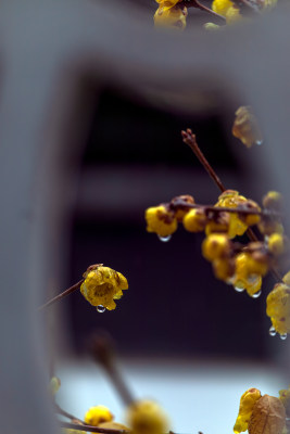 框架腊梅雨珠