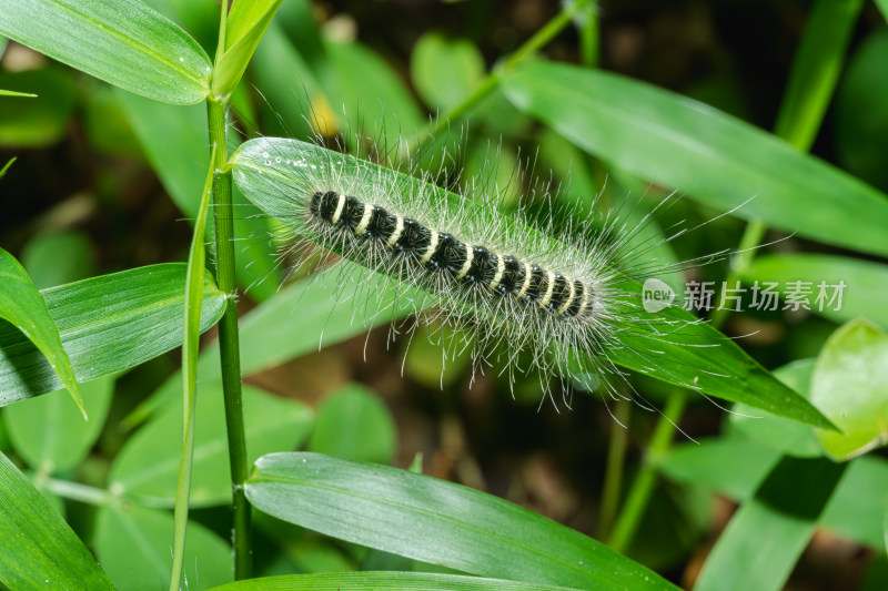 植物上的毛虫特写镜头