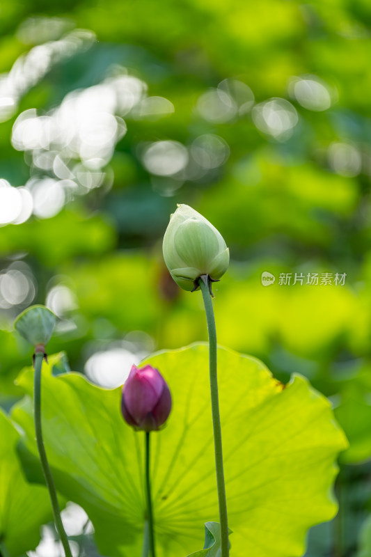 夏天荷花盛开特写