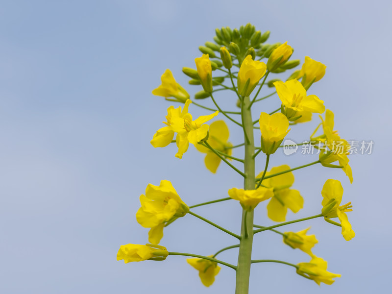 春天田野里盛开的油菜花自然风景背景农业